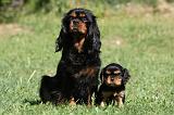 CAVALIER KING CHARLES 587